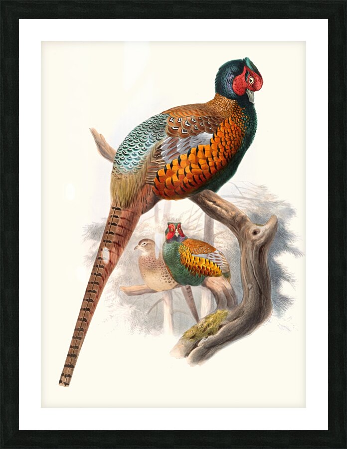 Phasianus elegans. 1872 Picture Frame print