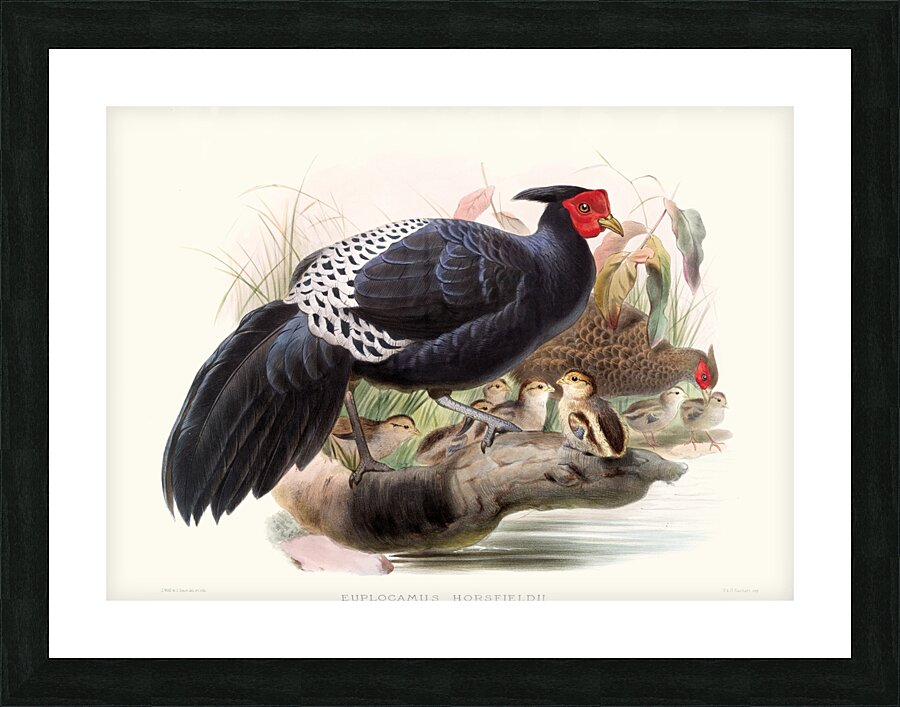 Euplocamus Horsefieldii 1872 Picture Frame print