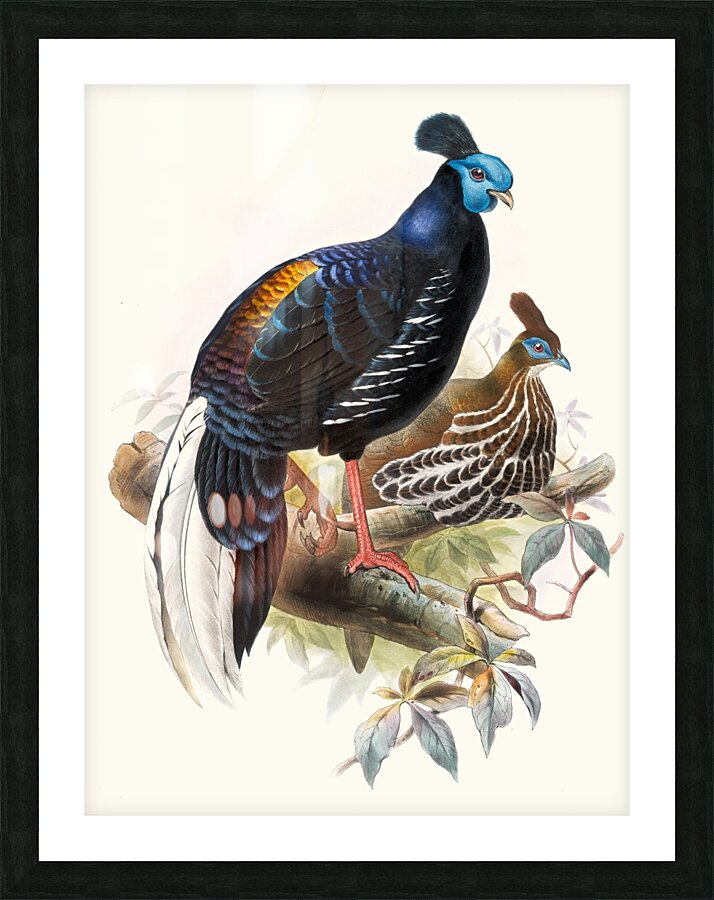 Euplocomus ignitus. 1872 Picture Frame print