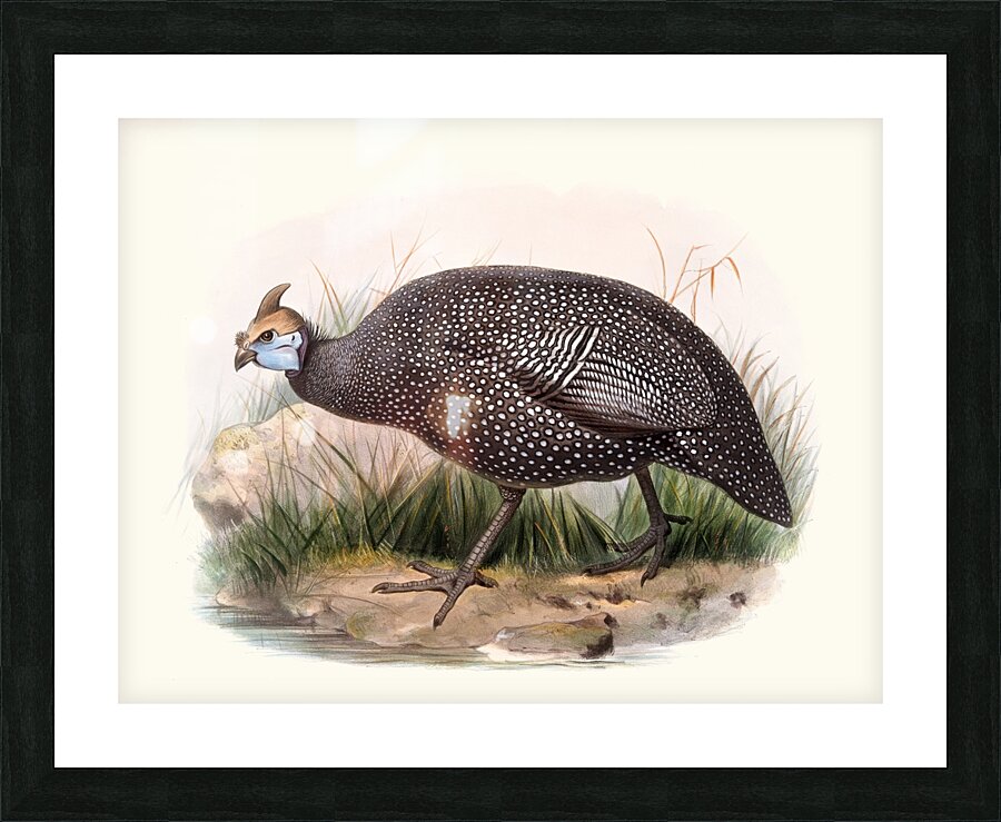 Numida ptilorhyncha. 1872 Picture Frame print