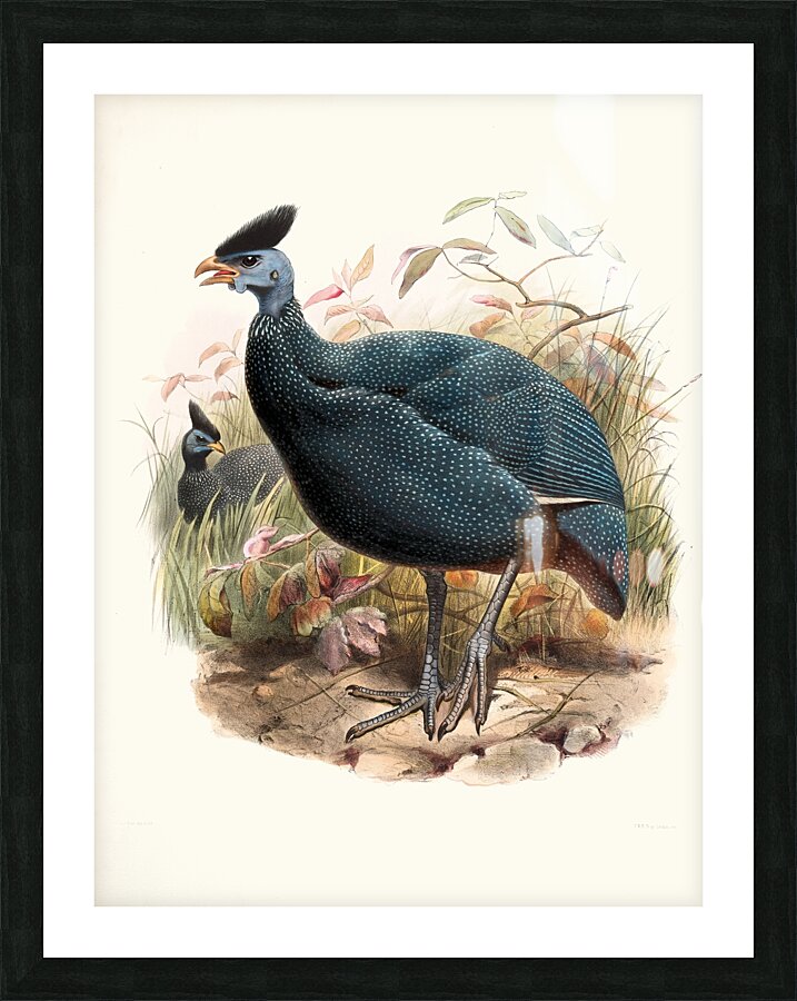 Numida plumifera. 1872 Picture Frame print