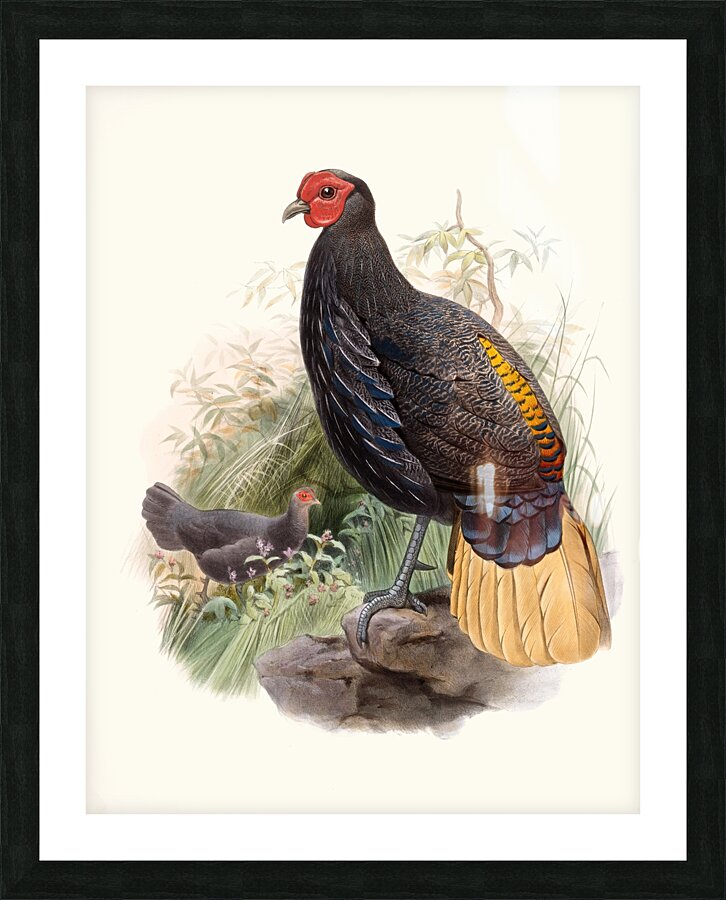 Euplocamus Pyronotus 1872 Picture Frame print