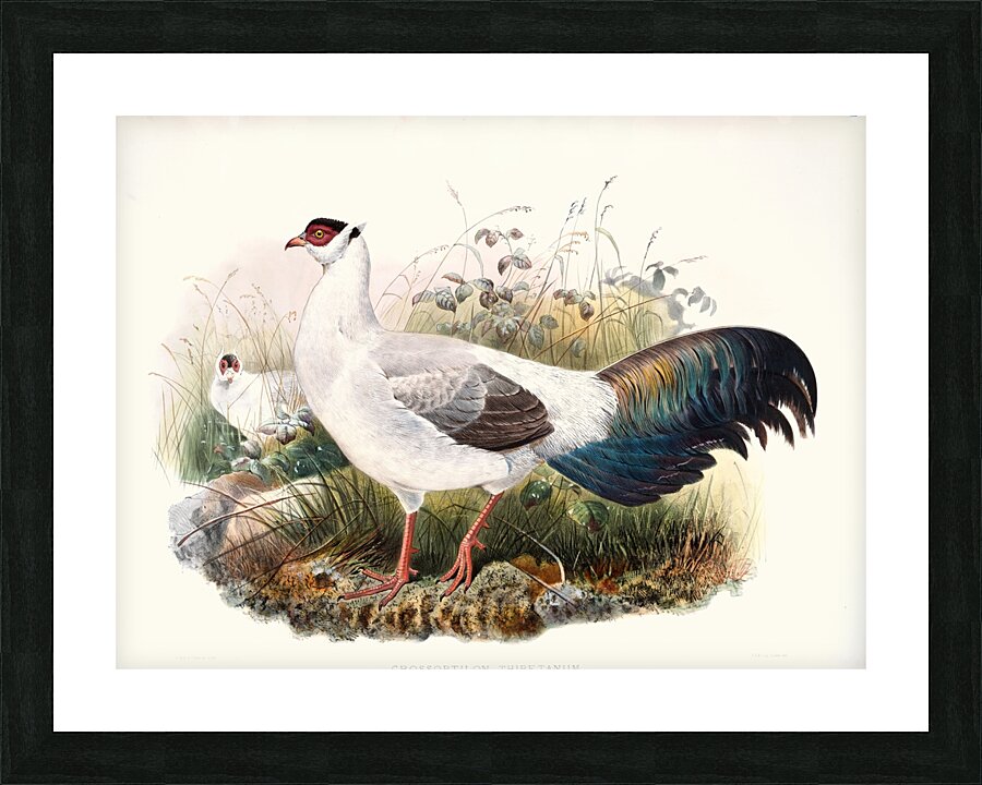 Crossoptilon thibetanum. 1872 Picture Frame print