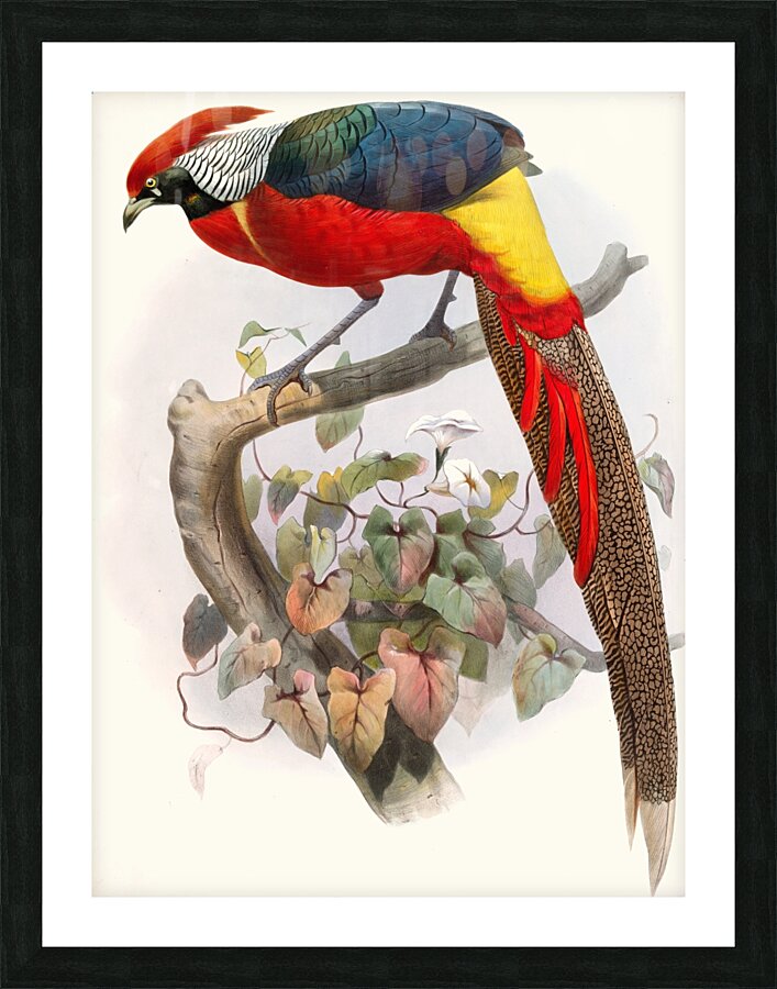 Hybrid Pheasant. 1872 Picture Frame print