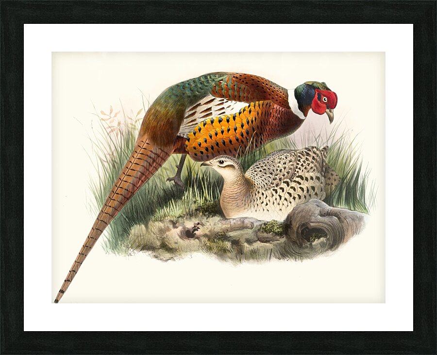 Phasianus mongolicus. 1872 Picture Frame print