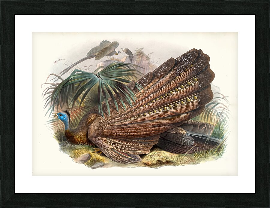 Argus giganteus. 1872 Picture Frame print