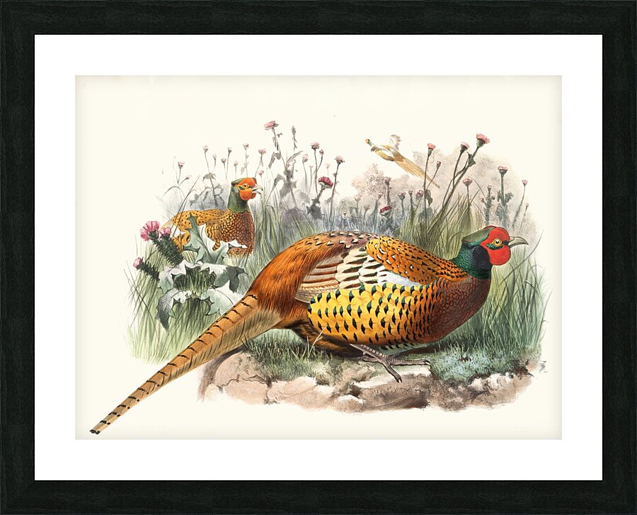 Phasianus Shawii. 1872 Picture Frame print