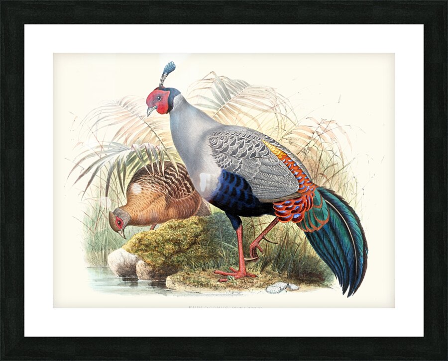 Euplocamus prælatus. 1872 Picture Frame print