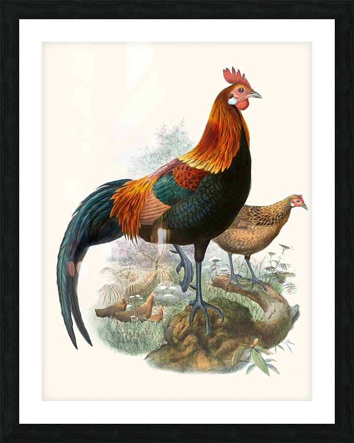 Gallus ferrugineus. 1872 Picture Frame print