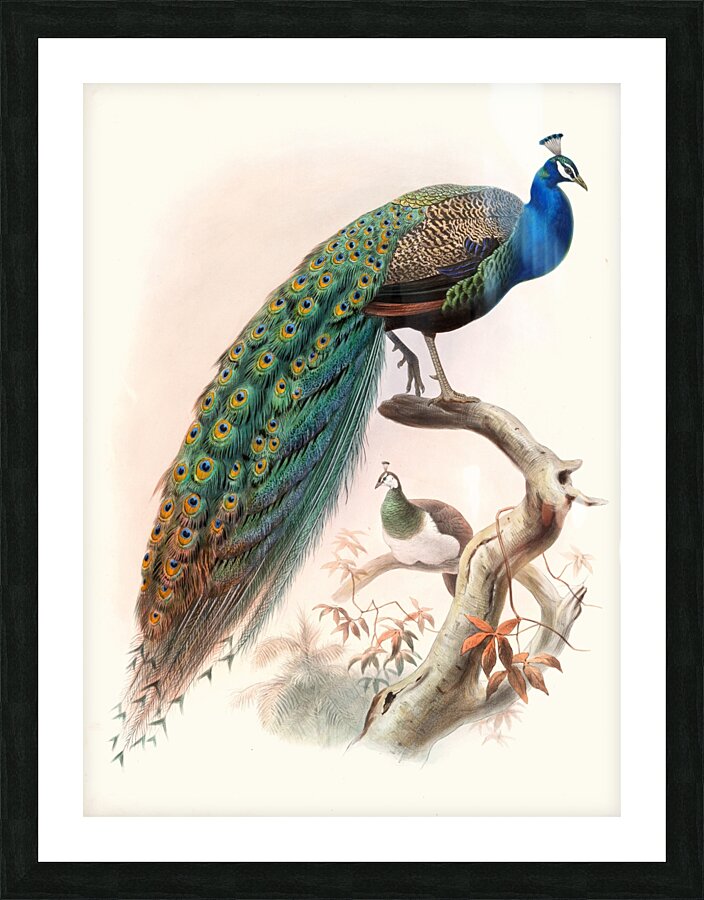 Pavo cristatus. 1872 Picture Frame print