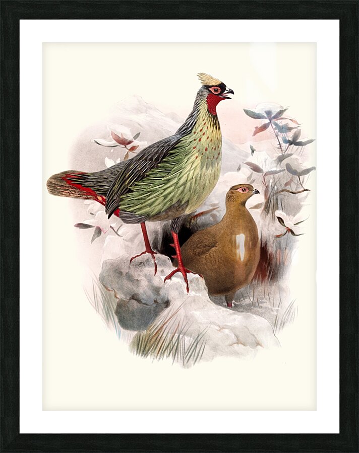 Ithalginis cruentus. 1872 Picture Frame print