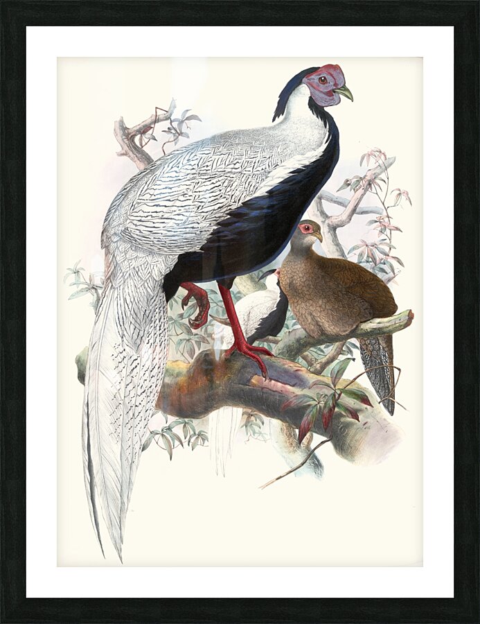 Euplocomus nycthemerus. 1872 Picture Frame print