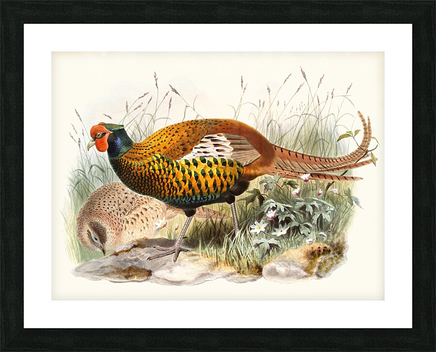 Phasianus insignis. 1872 Picture Frame print