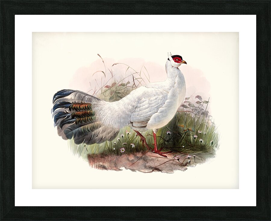 Crossoptilon Drouynii. 1872 Picture Frame print