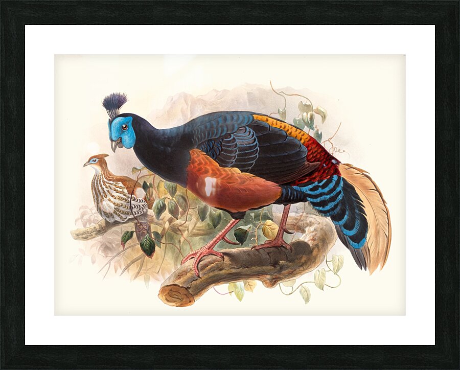 Euplocamus nobilis. 1872 Picture Frame print