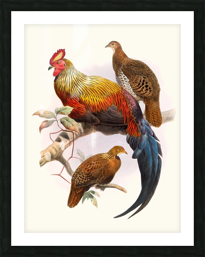 Gallus La-Fayettei. 1872 Picture Frame print