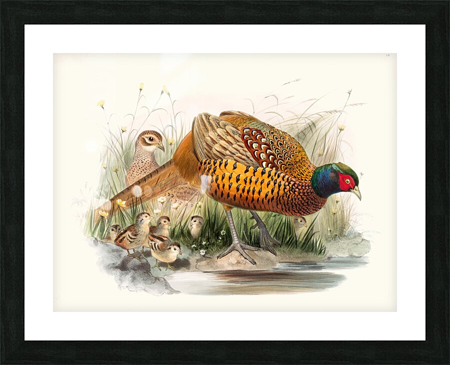Phasianus colchicus. 1872 Picture Frame print