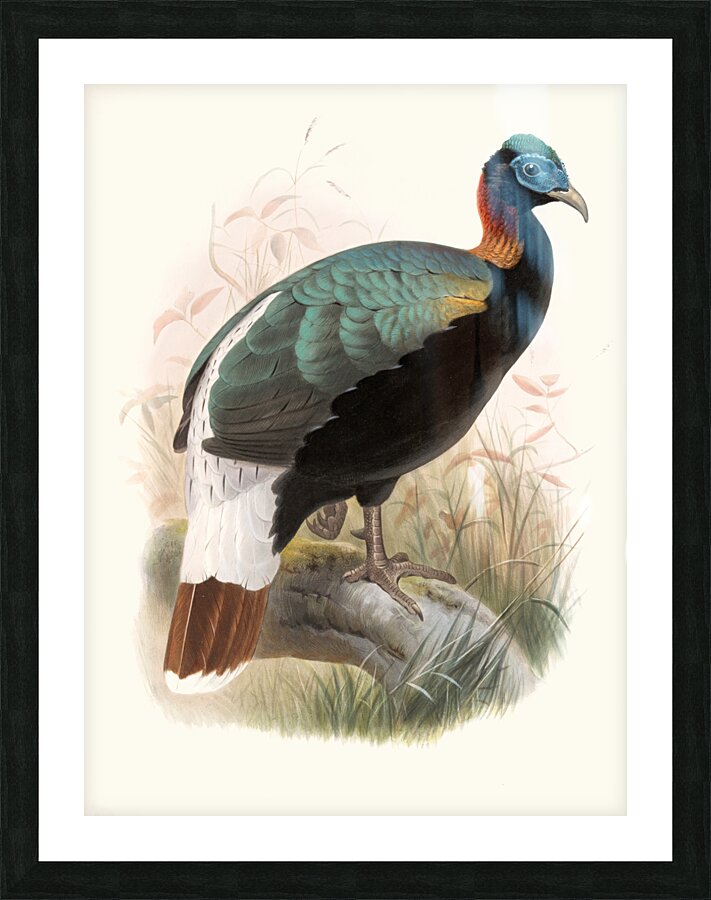 Lophophorus Sclateri. 1872 Picture Frame print