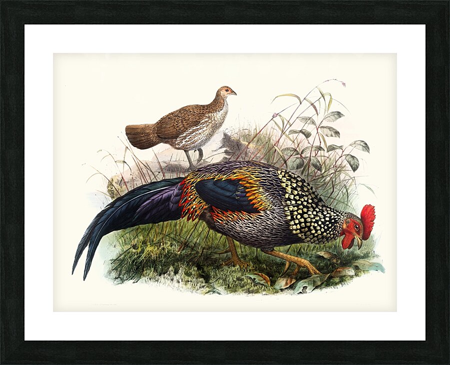 Gallus Sonneratii. 1872 Picture Frame print