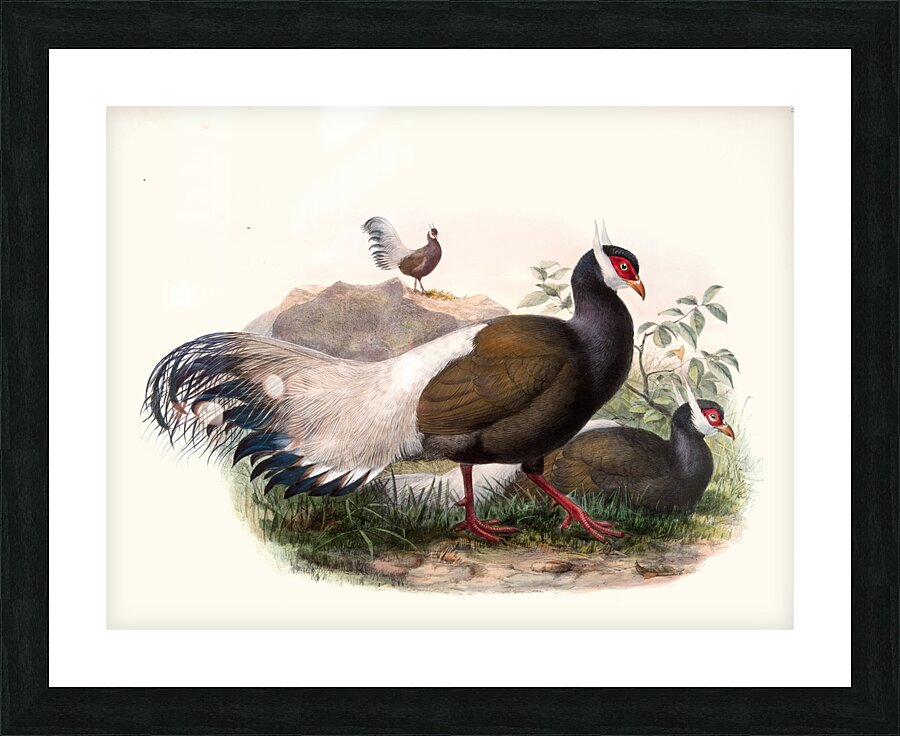 Crossoptilon mantchuricum. 1872 Picture Frame print