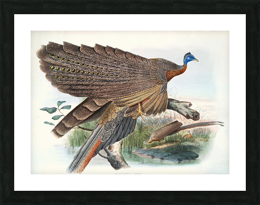 Argus Grayi. 1872 Picture Frame print