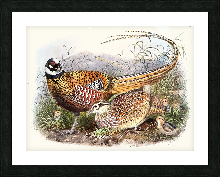 Phasianus Reevesii. 1872 Picture Frame print