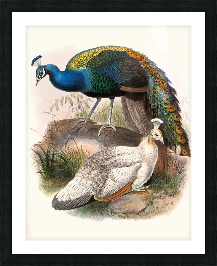 Pavo nigripennis. 1872 Picture Frame print