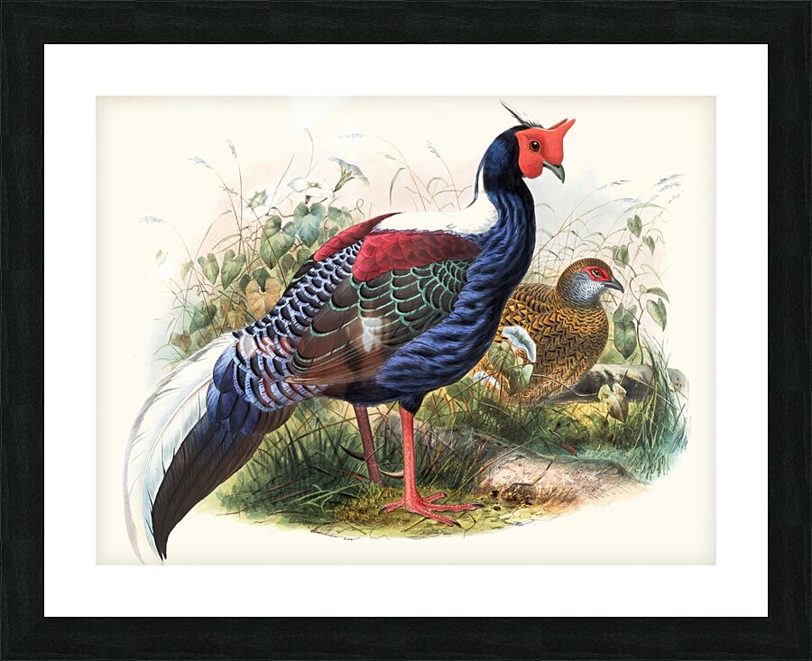 Euplocomus Swinhoei. 1872 Picture Frame print