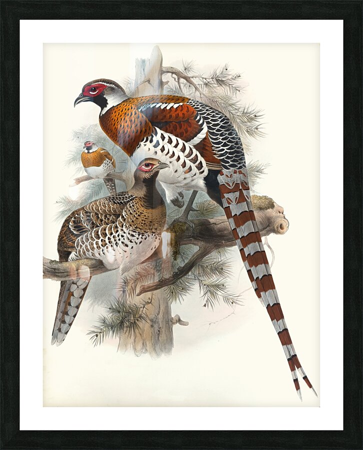 Calophasis Ellioti. 1872 Picture Frame print