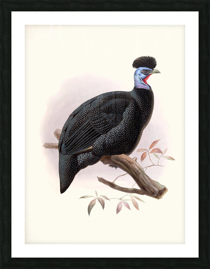 Numida Pucherani. 1872 Picture Frame print