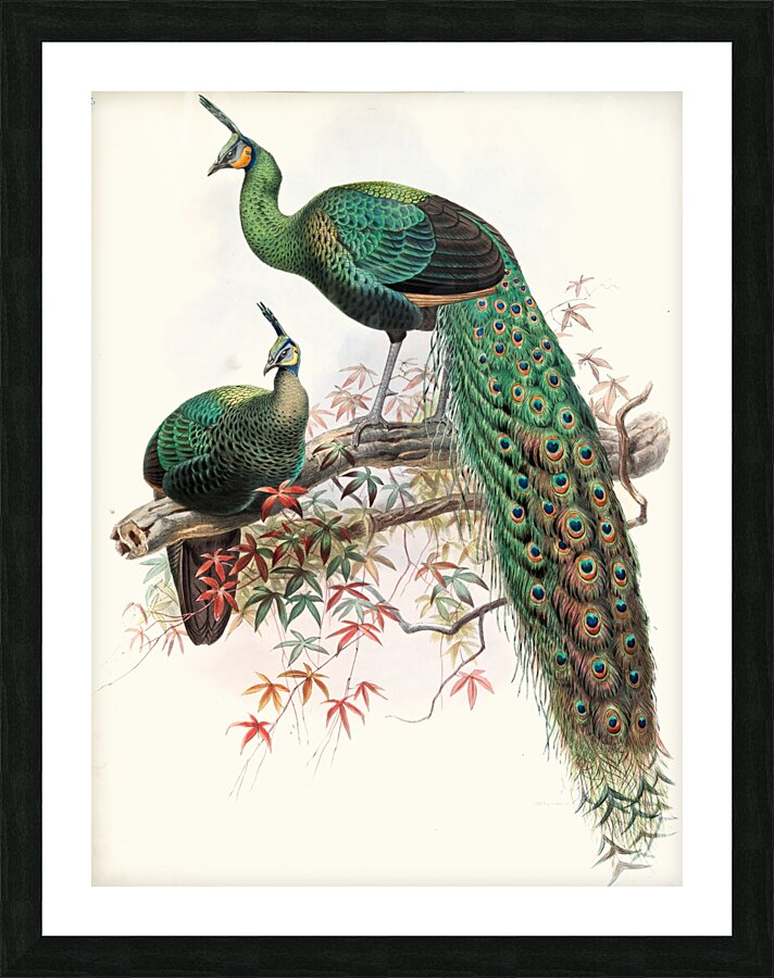 Pavo muticus. 1872 Picture Frame print
