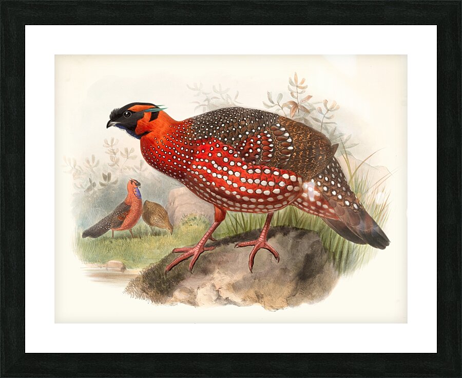 Ceriornis satyra. 1872 Picture Frame print