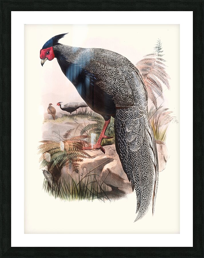 Euplocamus Andersoni. 1872 Picture Frame print