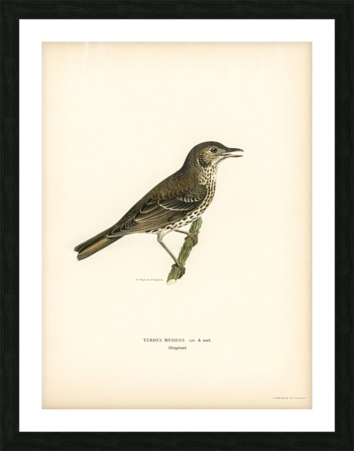 Redwing-Song thrush Turdus usicus Picture Frame print