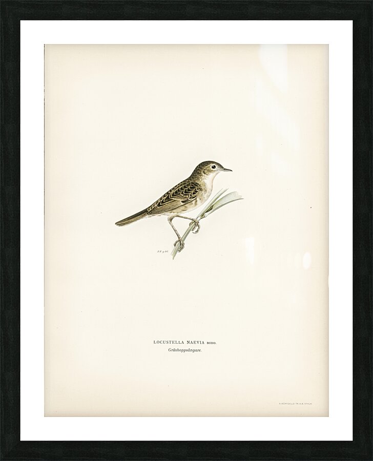 Locustella naevia Picture Frame print