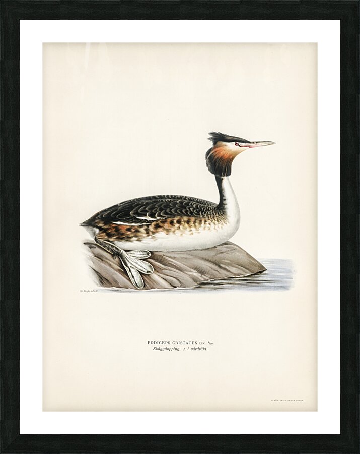 Podiceps cristatus Picture Frame print