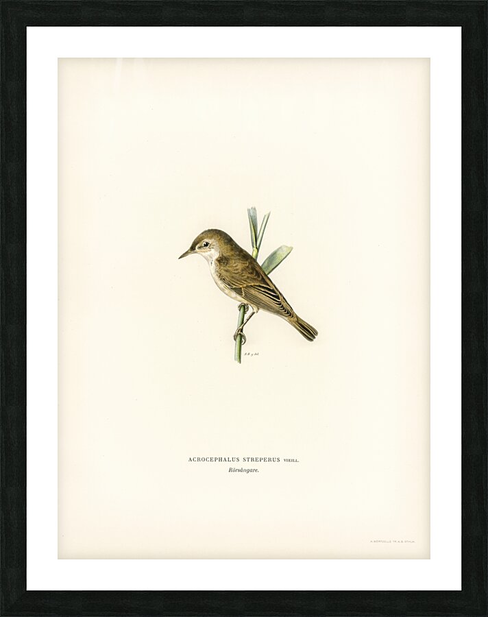 Red warbler Acrocephalus streperus Picture Frame print