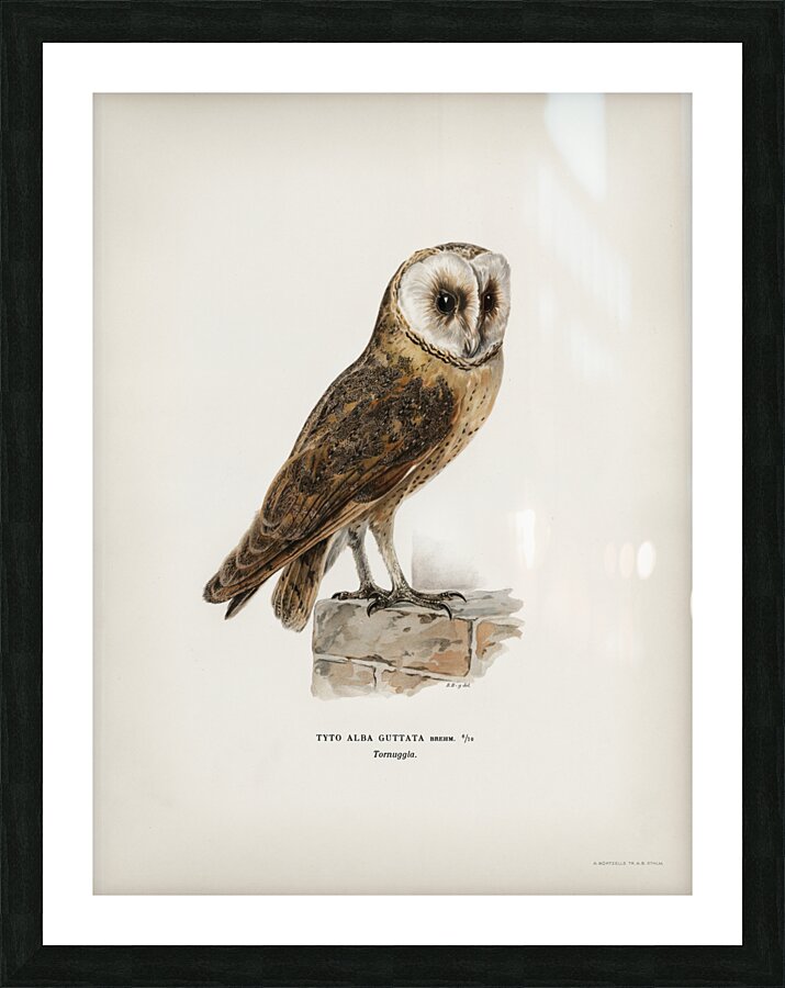 Tyto alba guttata owl Picture Frame print