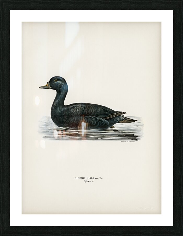 Somateria mollissima Picture Frame print