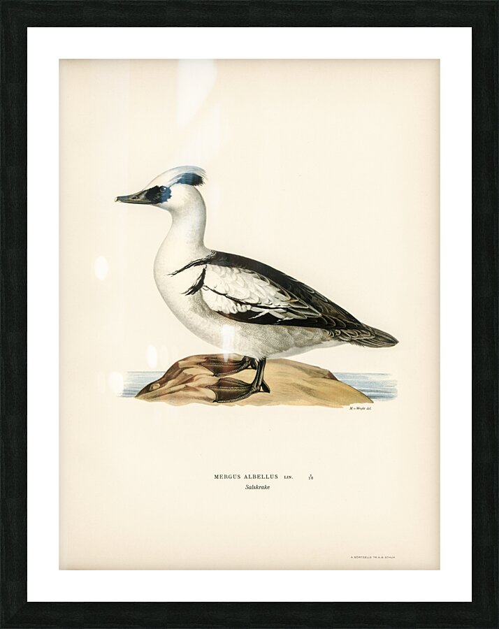 Mergellus albellus Picture Frame print