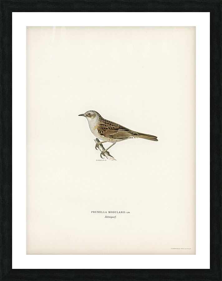 Prunella modularis Picture Frame print