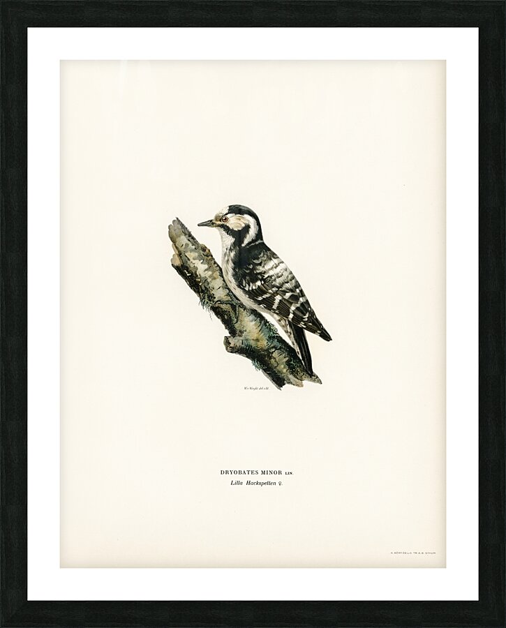 Dryobates minor Picture Frame print