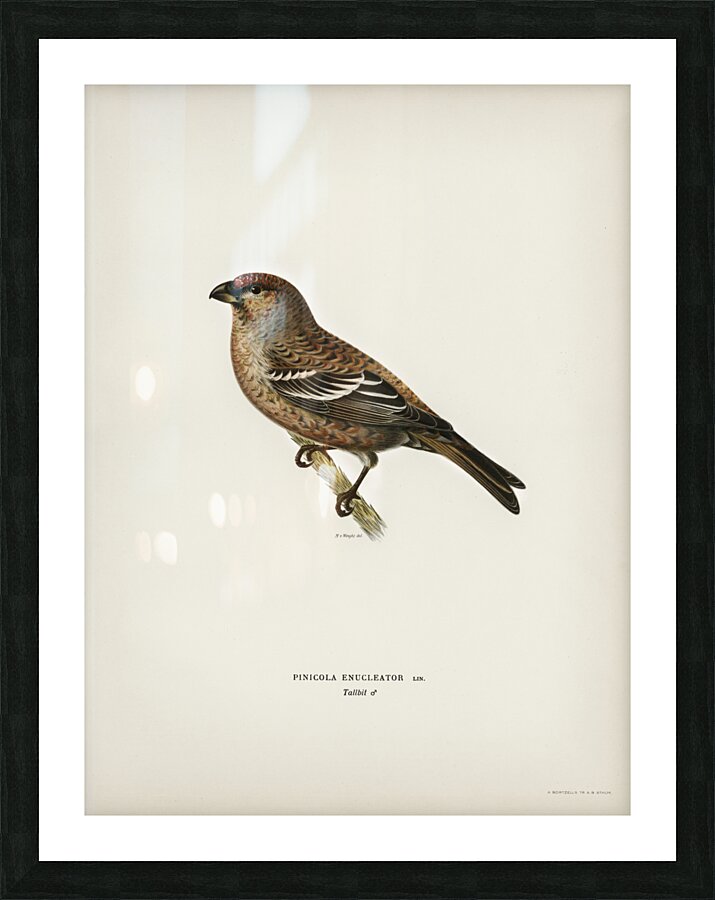 Pine Grosbeak male Pinicola enucleator Picture Frame print