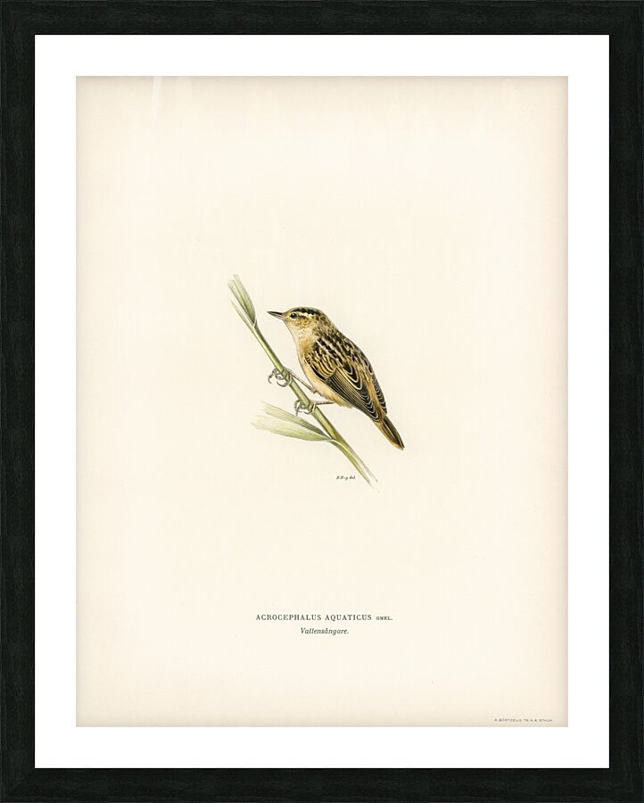 Aquatic warbler Acrocephalus aquaticus Picture Frame print