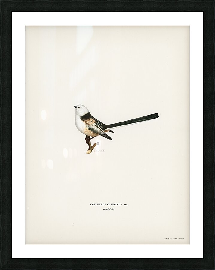 Aegithalus caudatus Long-tailed tit Picture Frame print