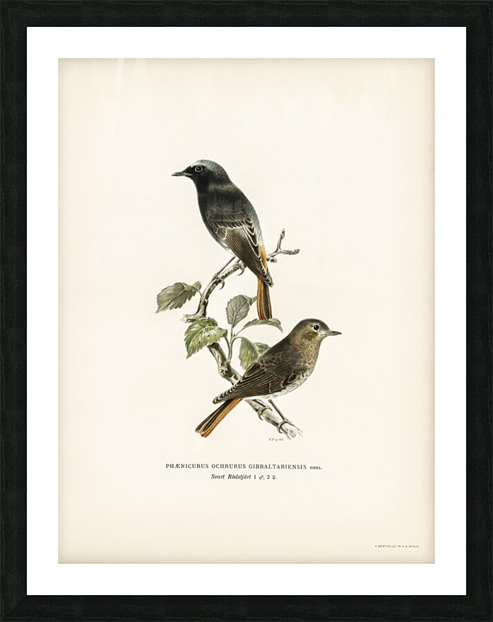 Aegithalus caudatus Long-tailed tit Picture Frame print