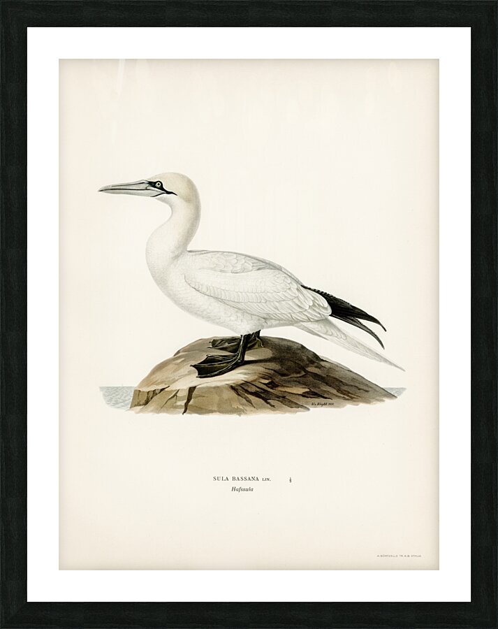 Sula bassana Picture Frame print
