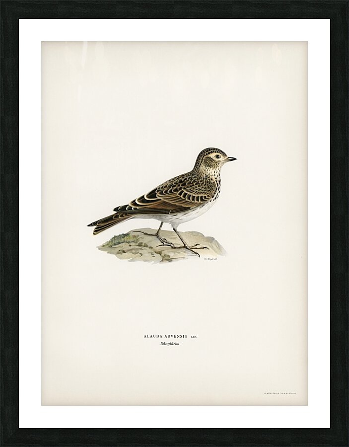Eurasian skylark Alauda arvensis Picture Frame print