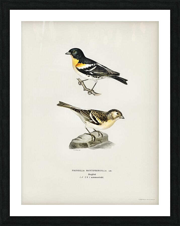 Eurasian skylark Alauda arvensis Picture Frame print