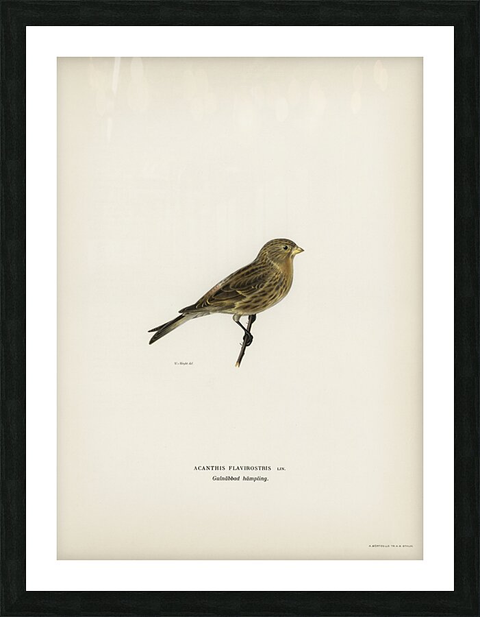 Twite Acanthis flavirostris Picture Frame print